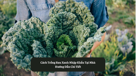 Hướng dẫn chi tiết trồng Rau Xanh Nhập Khẩu Tại Nhà Eat Clean VN