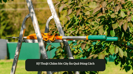Kỹ Thuật Chăm Sóc Cây Ăn Quả Đúng Cách Eat Clean VN