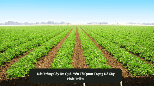 Đất Trồng Cây Ăn Quả: Yếu Tố Quan Trọng Để Cây Phát Triển  Eat Clean VN