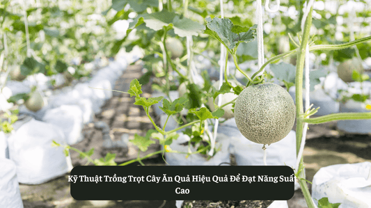 Kỹ Thuật Trồng Trọt Cây Ăn Quả Đạt Năng Suất Cao Eat Clean VN