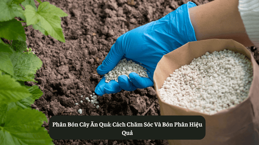 Phân Bón Cây Ăn Quả: Cách Chăm Sóc Và Bón Phân Hiệu Quả EatClean VN
