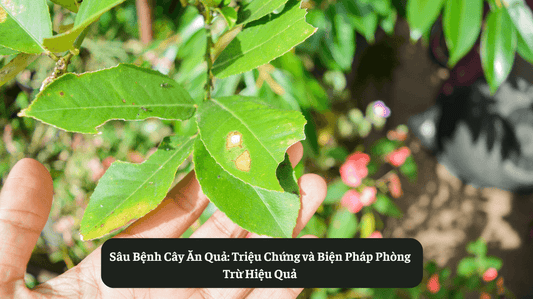 Triệu Chứng và Biện Pháp Phòng Trừ Sâu Bệnh Cây Ăn Quả Eat Clean