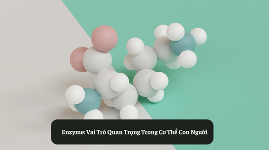 Enzyme: Vai Trò Quan Trọng Trong Cơ Thể Con Người Eat Clean VN