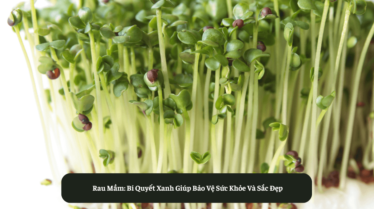 Rau Mầm: Bí Quyết Xanh Giúp Bảo Vệ Sức Khỏe Và Sắc Đẹp – Eat Clean VN
