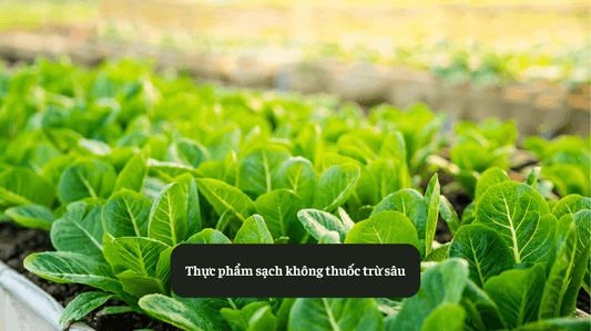 Top 15 Thực Phẩm Sạch Không Thuốc Trừ Sâu An Toàn và Đảm Bảo Eat Clean VN