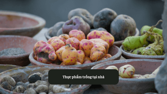 Hướng Dẫn Trồng Thực Phẩm Tại Nhà Hiệu Quả Eat Clean VN