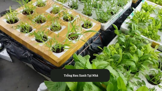 Trồng Rau Xanh Tại Nhà: Khu Vườn Xanh Mát Ngay Trong Tầm Tay Eat Clean VN