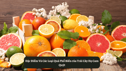 Đặc Điểm Và Các Loại Quả Phổ Biến của Trái Cây Họ Cam Quýt Eat Clean VN