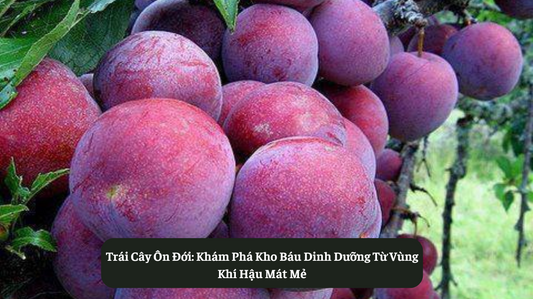 Trái Cây Ôn Đới: Khám Phá Kho Báu Dinh Dưỡng Từ Vùng Khí Hậu Mát Mẻ Eat Clean VN